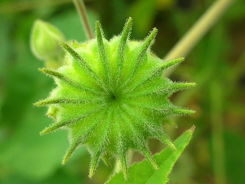 Abutilon theophrasti / Cencio molle